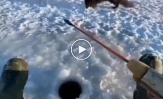 A funny encounter between a fisherman and hungry Arctic foxes
