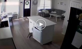 Кот избавился от свидетеля