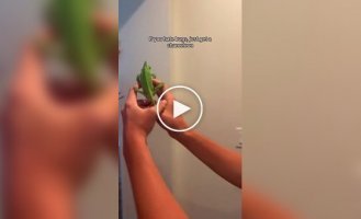 Хамелеон - гроза насекомых в доме