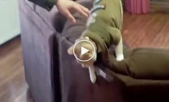В чилийском городке появился необычный «офицер» — кот Наруто
