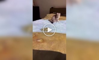 Хозяин кота развлекает питомца с помощью проектора