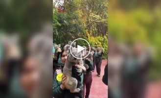 Работники сафари-парка несут коал на фотосессию