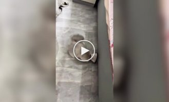 Котик и ветеринарный воротник