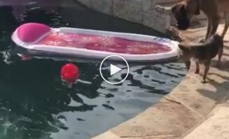 Собаки продемонстрировали командную работу, вылавливая мяч из бассейна