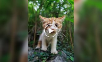 Професійний котячий фотограф за роботою
