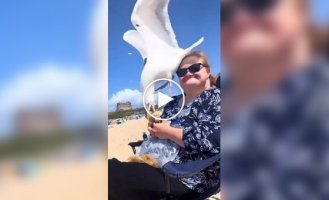Seagulls vs. humans