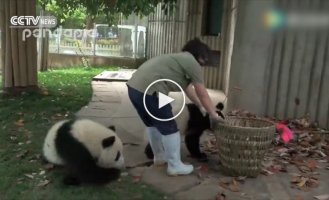 Панды мешают женщине убирать мусор