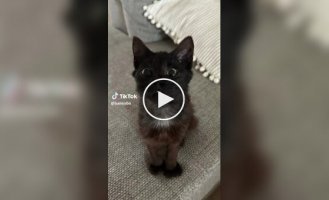 Кошка Марти с уникальной внешностью