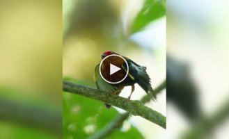 Птахи, які використовують свої крила як музичний інструмент