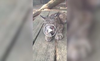 Грозное рысиное мяу