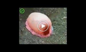 Что это за существо