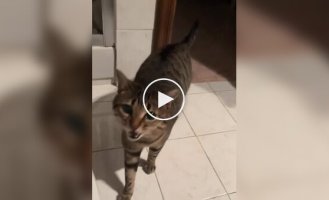 Кот начинает петь, когда его зовут по имени