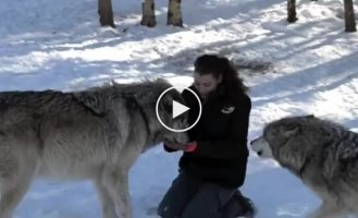 Девушка с двумя огромными волками