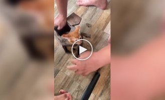 Вызволение котенка из скворечного плена