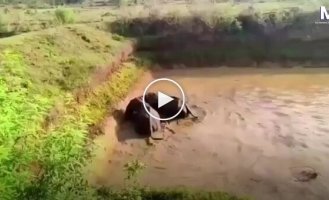 Спасатели с экскаватором вызволили слонов из водоема