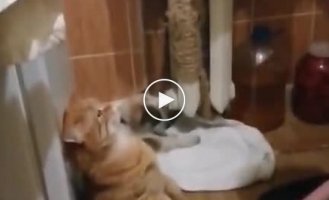 He beat you and took the food, don't be ashamed! A cat is scolded for taking food from a stray dog