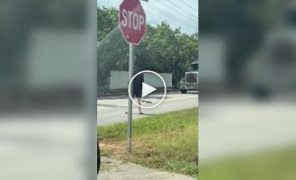 Мужчина помог утке перевести птенцов через дорогу