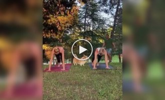 Когда корги решила, что йога без нее не состоится