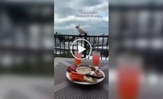 The girl treated the parrot to cookies and he brought friends