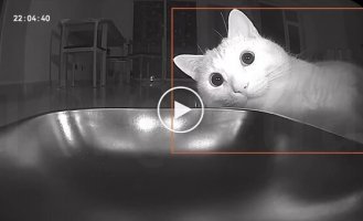 Автогодівниця зламала кота