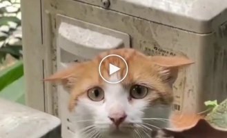 A hungry street cat has overcome his fear.