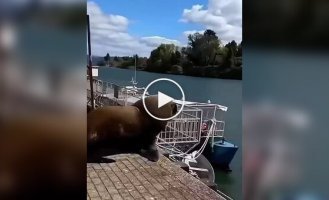Гігантський мешканець моря налякав туриста