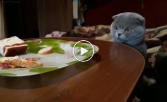 Котенок скоттиш фолд пытается дотянуться до пирога