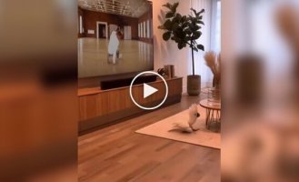 Попугай учится брейк-дансу