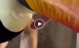 Toucan close up