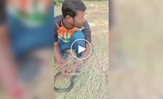Індієць реанімував змію, яку вдарило струмом