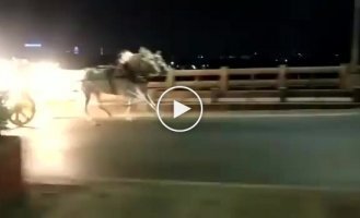 Сбежавшие со свадьбы лошади устроили забег по индийской магистрали