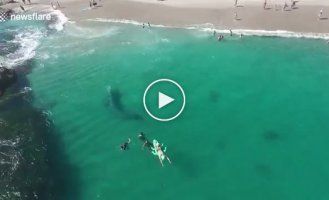 Серый кит заплыл на калифорнийский пляж