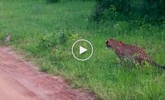 Заяц с лёгкостью перехитрил терпеливого леопарда