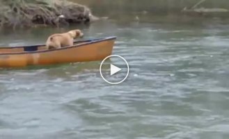 Храбрый лабрадор спас двух других собак
