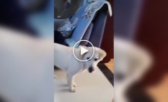 Кішка подумала, що пес скривдив кошеня