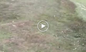 Dramatic dog chase after a hare