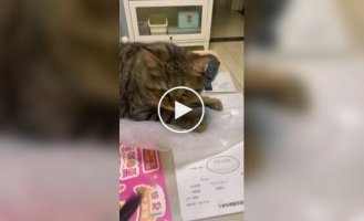 Нелюбимі звуки котів