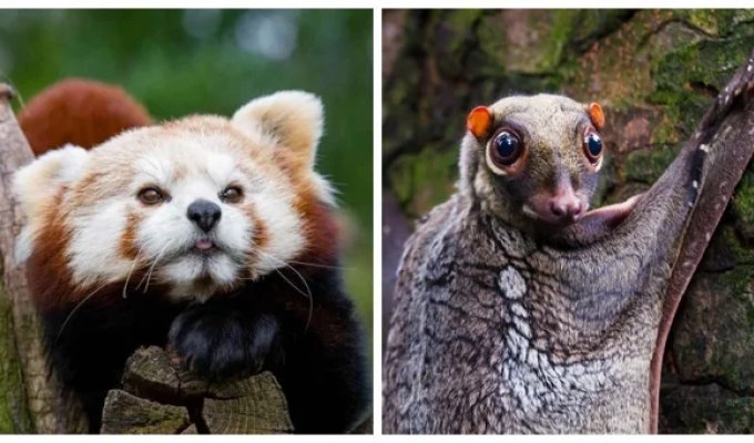 20 charming animals from different parts of the globe (21 photos)