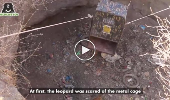 В Индии спасли упавшего в колодец леопарда
