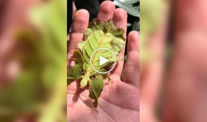 An insect that is hard to distinguish from a real leaf