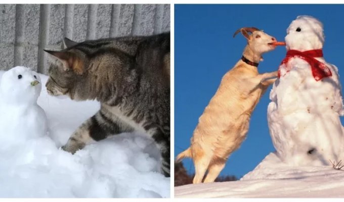 25 примеров  трогательного знакомства домашних питомцев с милыми снеговиками  и собственными снежными копиями (26 фото)