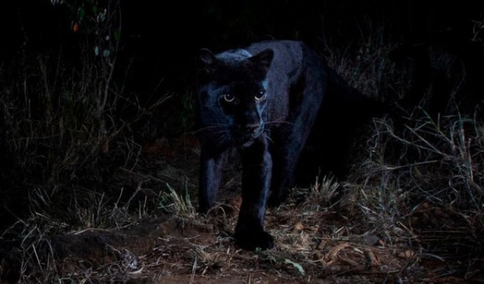 В Африке впервые за 100 лет в объектив камеры попал черный леопард (6 фото + видео)
