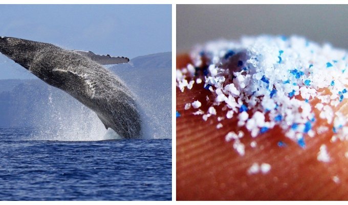Microplastics in the body of the largest mammals: about 10 million of these particles enter the digestive system of blue whales daily (7 photos)