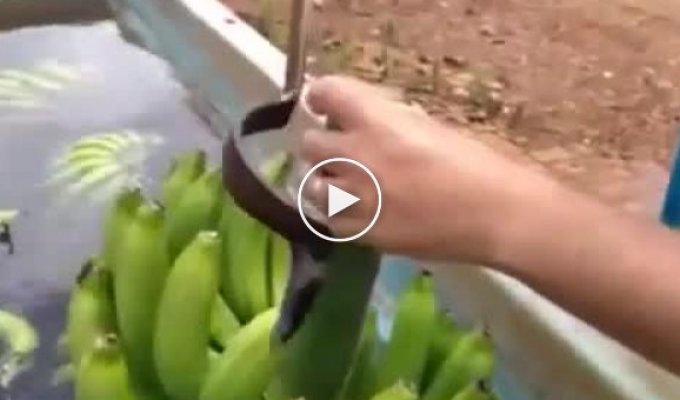 Інструмент для обрізання бананів