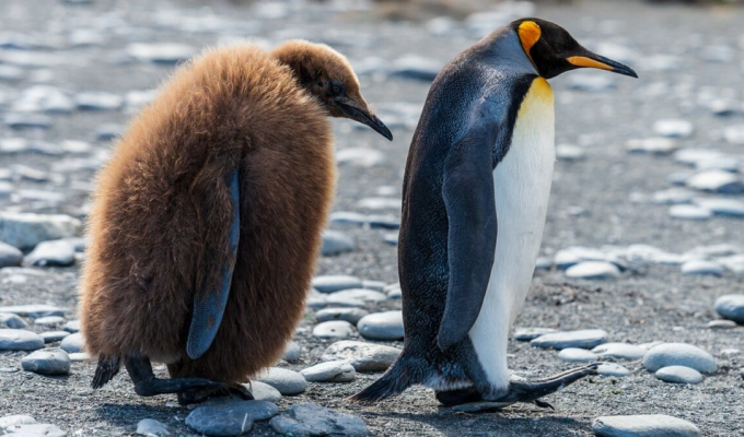 Королевский пингвин: зачем эти птицы растянули детство на 16 месяцев? (13 фото)