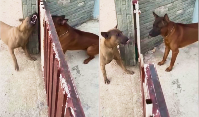 Собачьи  понты: почему за забором псы лают друг на друга,  но стоит его открыть — тут же успокаиваются (6 фото +  2 видео)