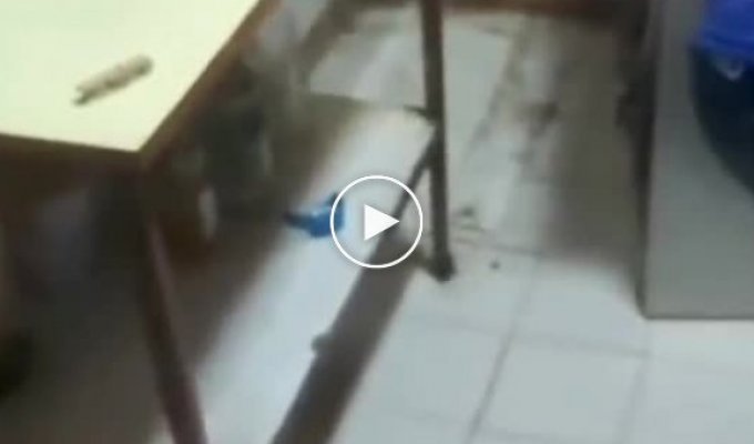Rescue: a cat's reaction to an owner trying to chase away a rodent
