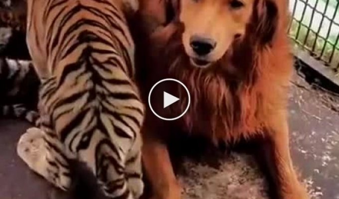 The dog raised the tiger cubs