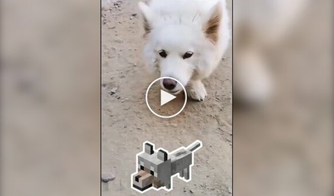 What happens if you cross a Samoyed and a Corgi?