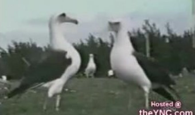 Животные Танцуют :)